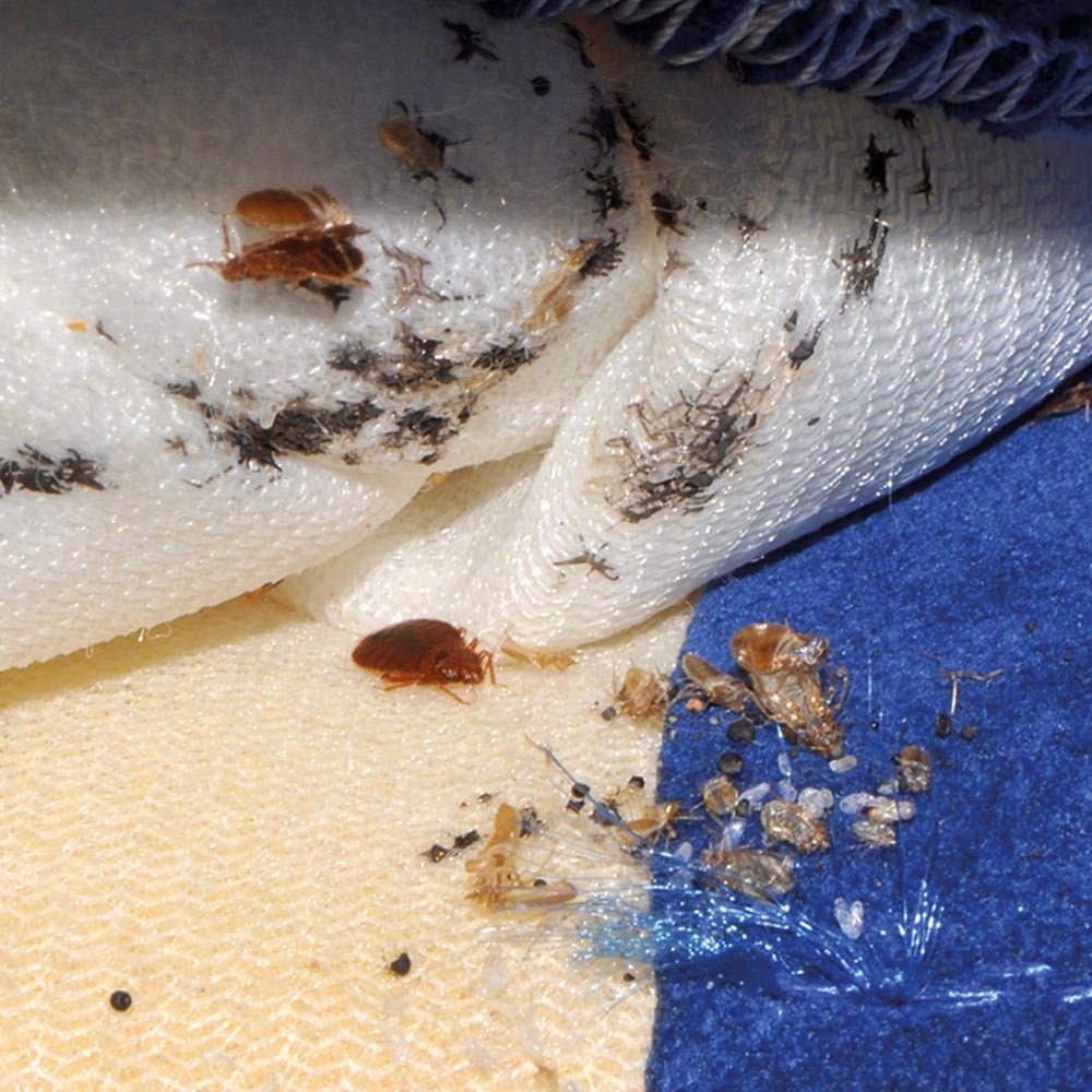 Polti PTEU0234 Cimex Eradicator_Gerät zum natürlichen Entwesen von Bettwanzen mit Trockendampf mit einer Temperatur von 180° ohne Insektizide, 18/8 Edelstahl, weiß